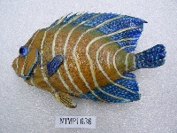 藏品(疊波蓋刺魚)的圖片